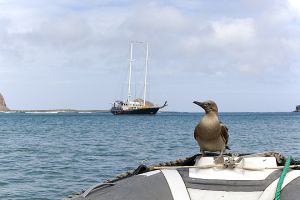Punta Pitt, San Christobel, Galapagos Islands 071.jpg